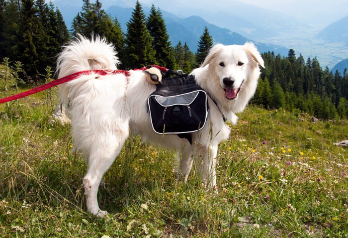 草原の中にいる白毛の犬