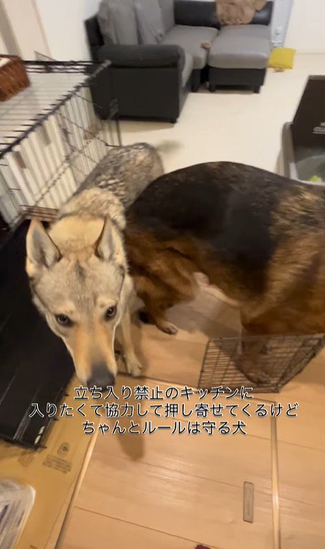 キッチンに入りたいダズくん＆ベネッタちゃん7