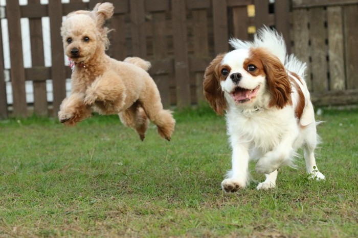 ノーリードではしゃぐ犬