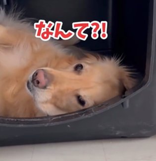 寝起きのゴールデンレトリバー