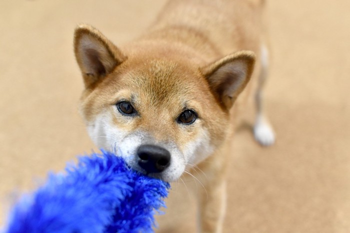 引っ張る柴犬