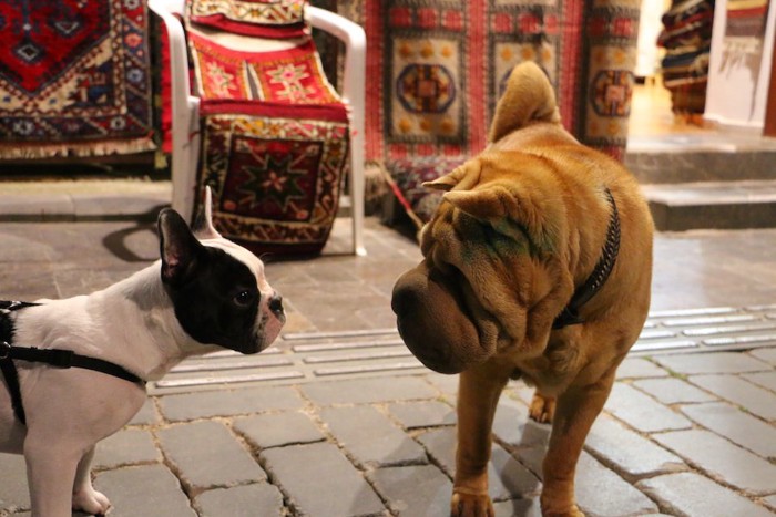 見つめ合っている二匹の犬