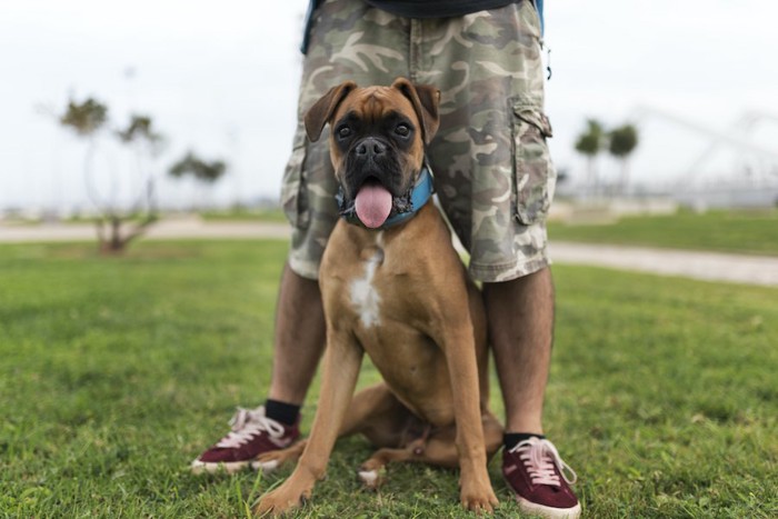 飼い主の男性の足元に座るボクサー犬