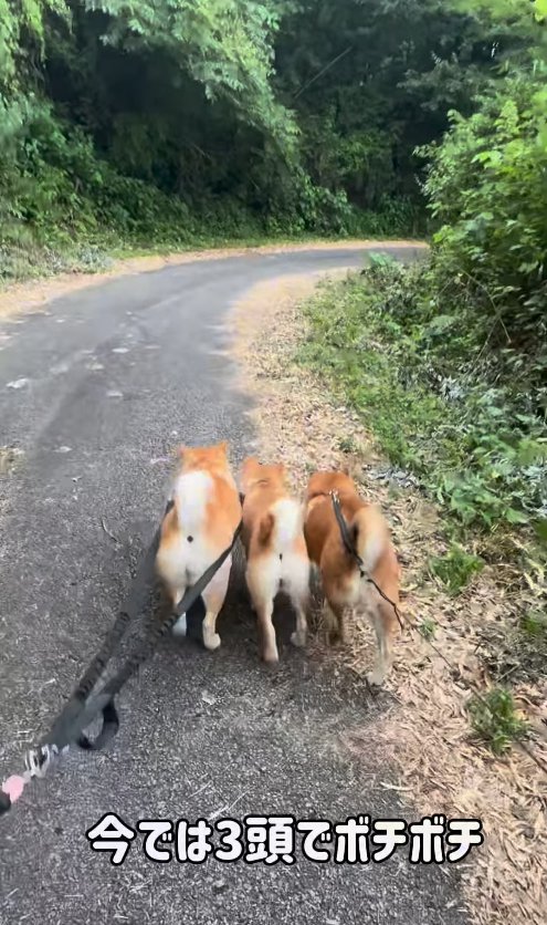 並んでお散歩をする3匹の犬の後ろ姿