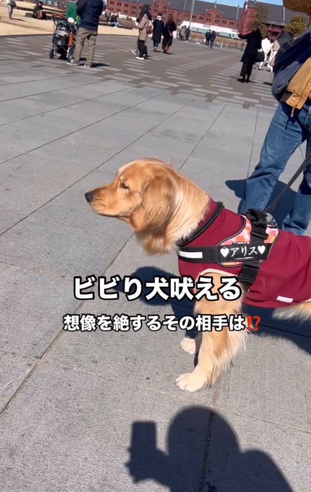 何かを見つめる大型犬