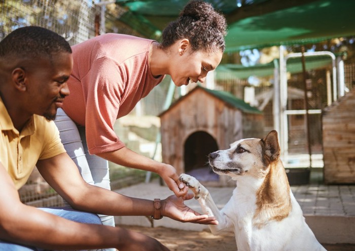保護犬と会うカップル