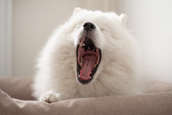 あくびをしている犬