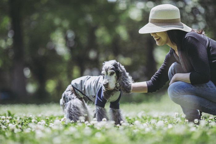 芝の上に座る犬