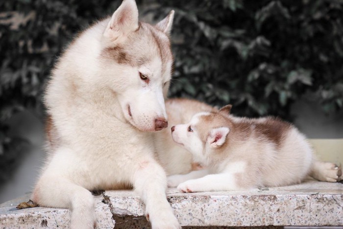 犬の親子