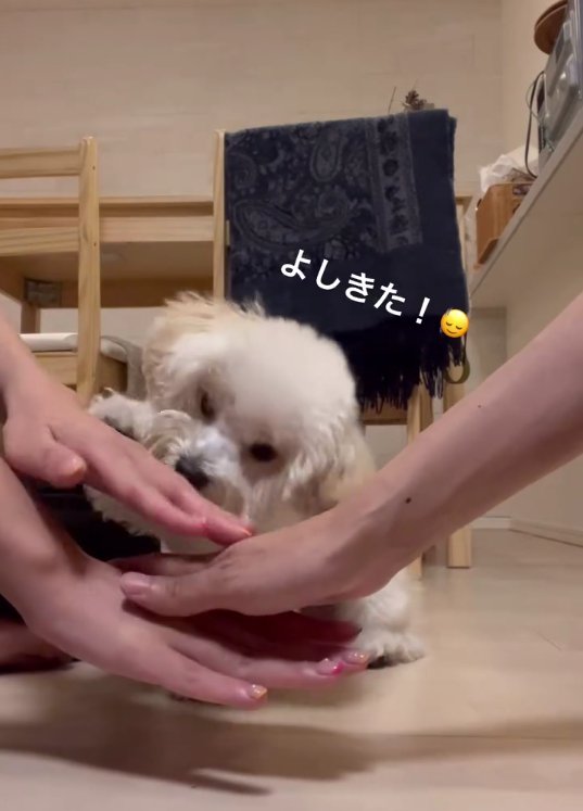 飼い主の重ねた手の上に白い犬の前足