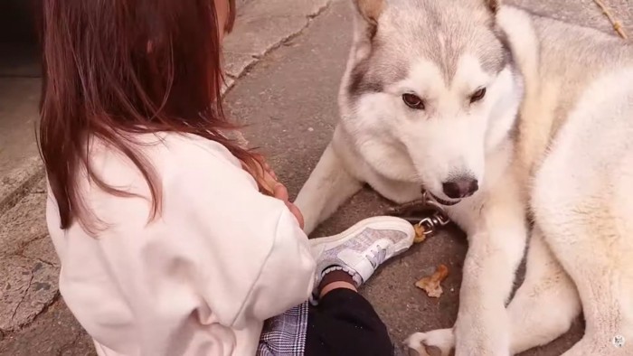 犬を見る子と犬