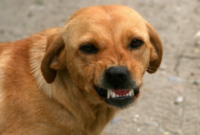 凶暴化した犬