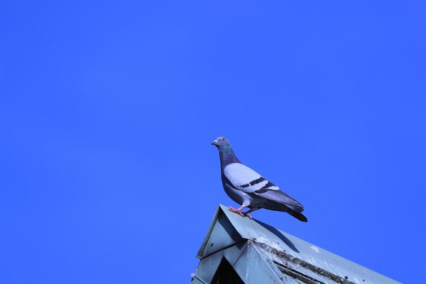 屋根の上の鳩