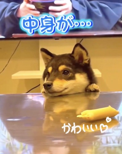 横顔を見せる柴犬2