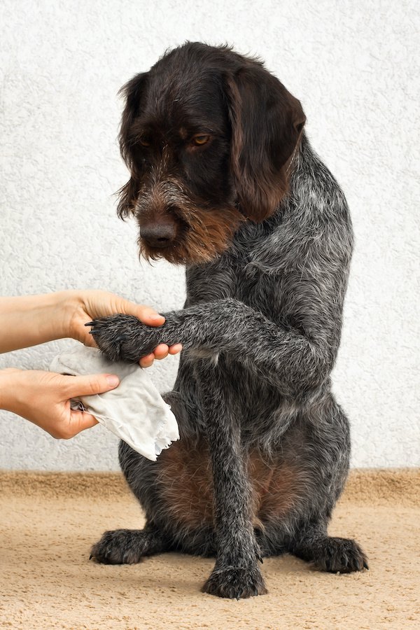 前足を飼い主に拭いてもらう垂れ耳の犬