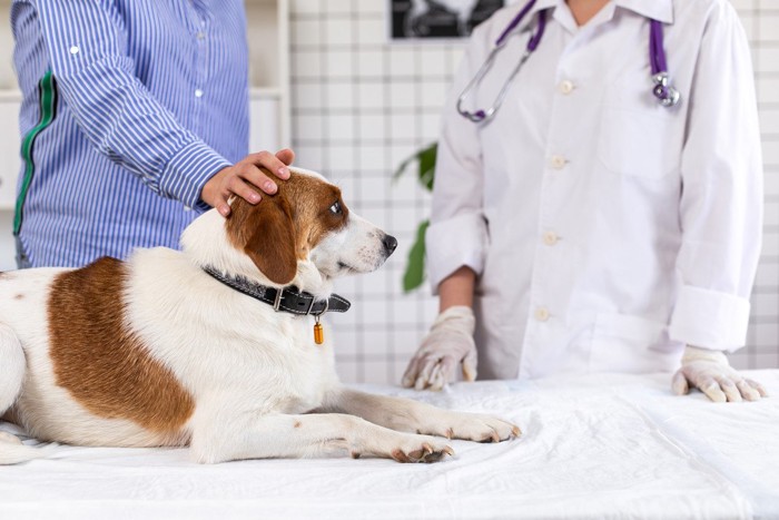 犬と飼い主と獣医師