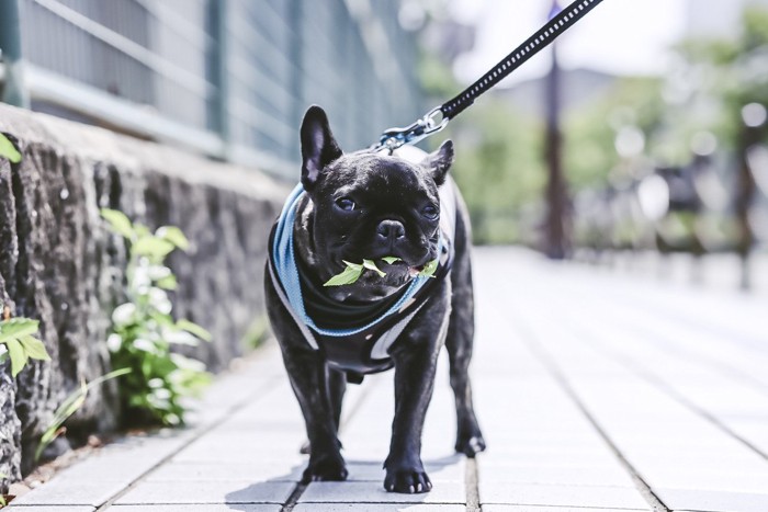 散歩中に草を咥える犬