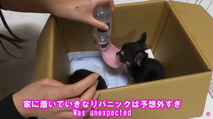 水を飲むチワワ