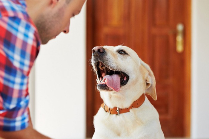 舌を出す犬と男性