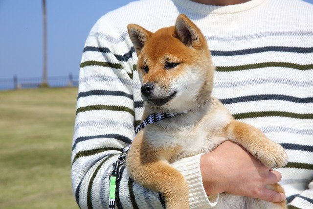 抱っこされている子犬