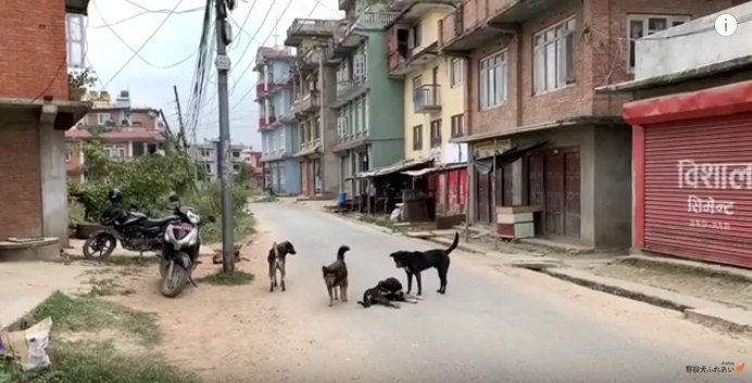 遠目に映る野良犬