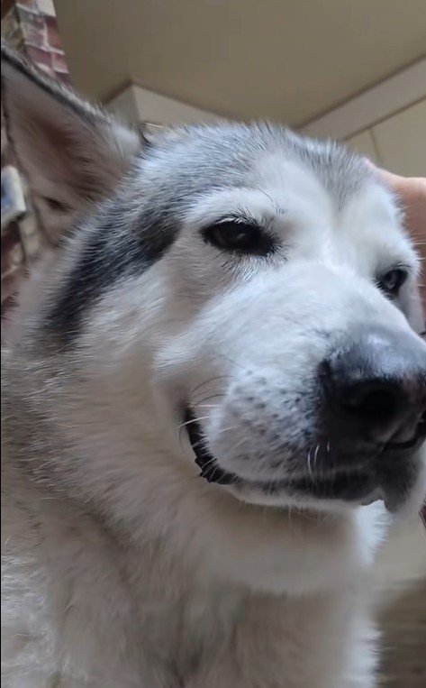 耳掃除中のアランちゃん7