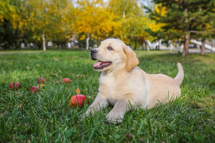 芝生の上の子犬