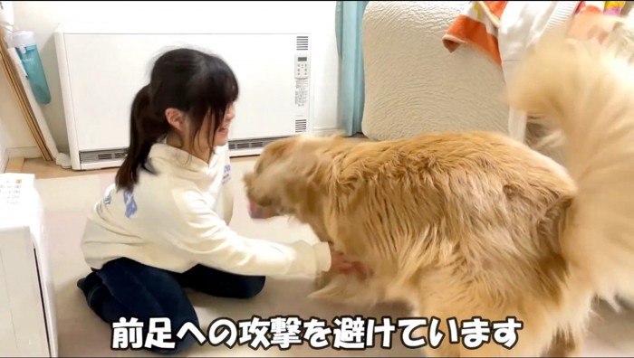 犬の前足を触ろうとする女の子と、女の子の手を避ける犬