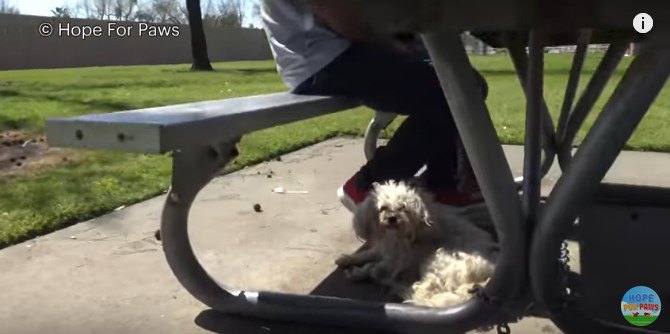 人の足元にいる犬