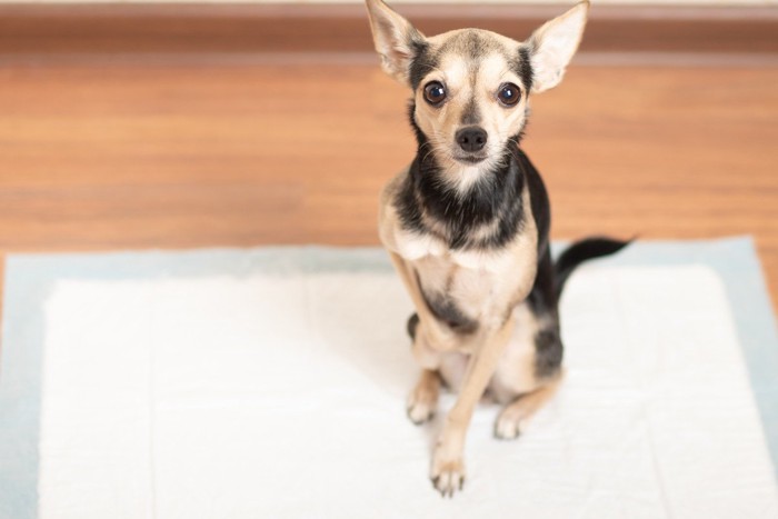 トイレシーツの上にいる犬