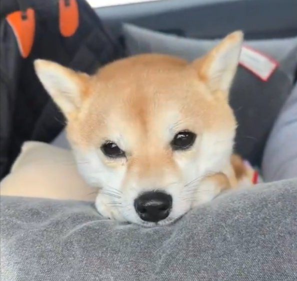 あざとい