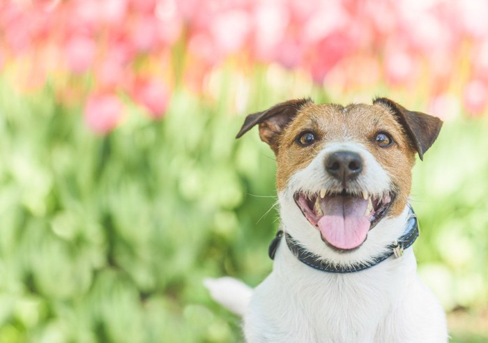 笑顔の犬