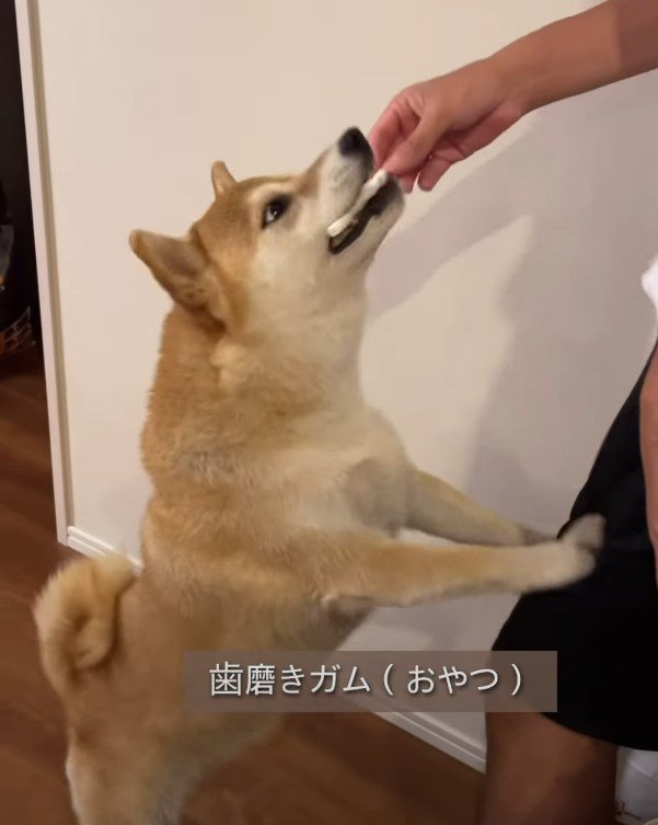 ガムを咥えた犬