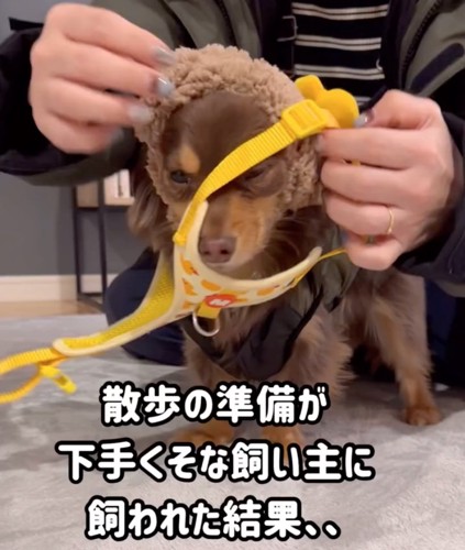 ハーネスを着ける犬