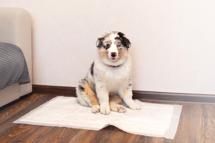 トイレシーツの上に座る子犬