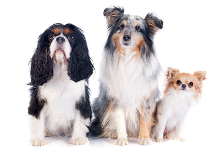 並んで座る体格の異なる3頭の犬