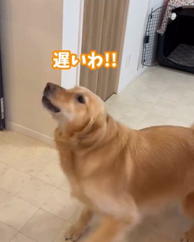 文句を言うゴールデンレトリバー