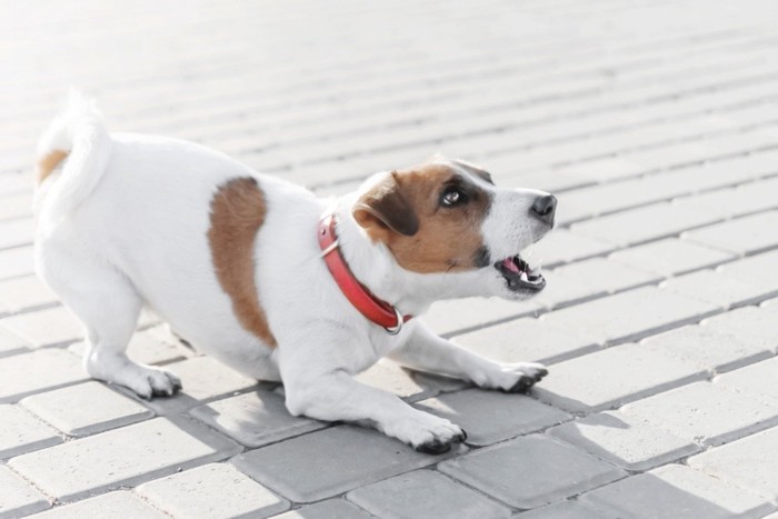 吠える犬