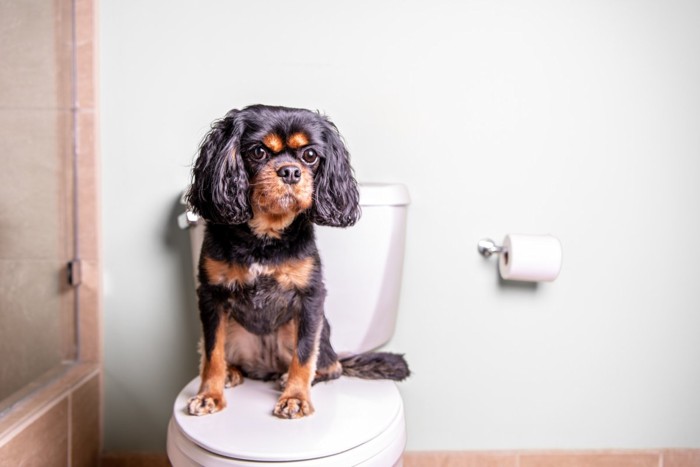 便座に座る犬