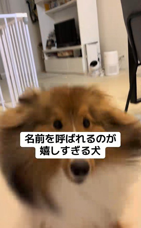 名前を呼ばれた時のリックくん4