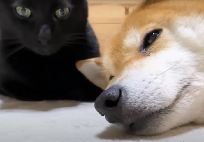 横になった犬と黒猫のアップ