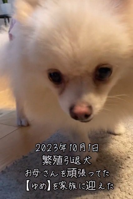 繁殖引退犬のゆめちゃん