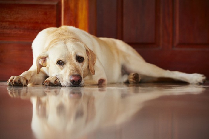 悲しそうな表情の犬