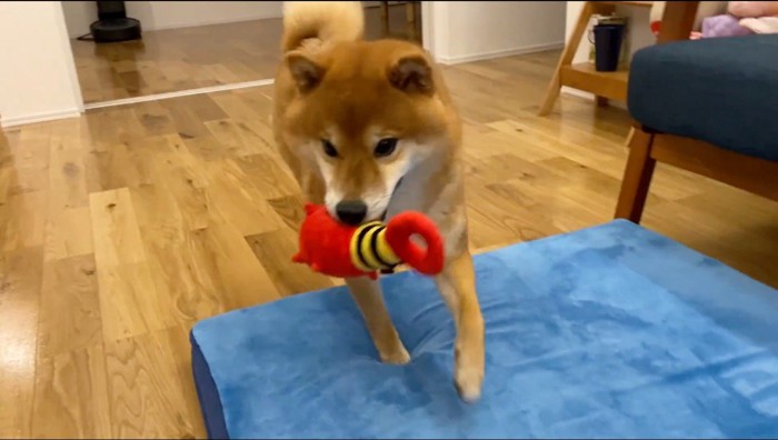 飼い主のもとにおもちゃを持ってくる雄の犬