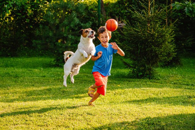 ボールを追いかける犬とこども