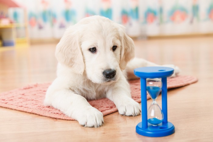 床に伏せて砂時計を見つめる子犬