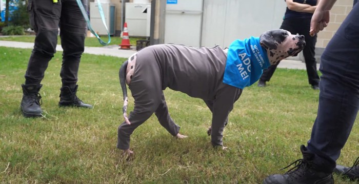 専用の服を着る犬全身