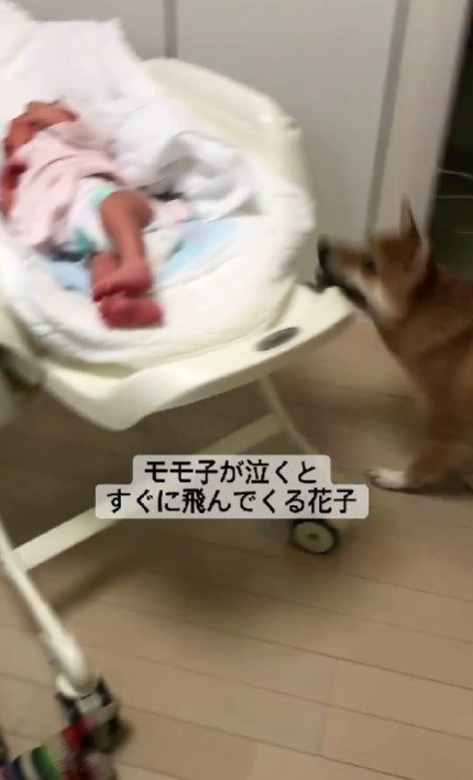 モモ子ちゃんが大泣き！