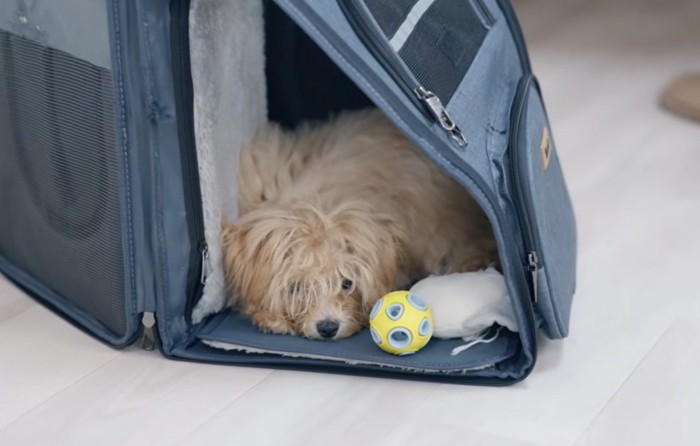 ペットキャリーから室内を見つめる犬