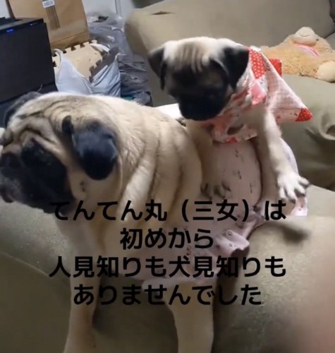 落ちそうな子犬